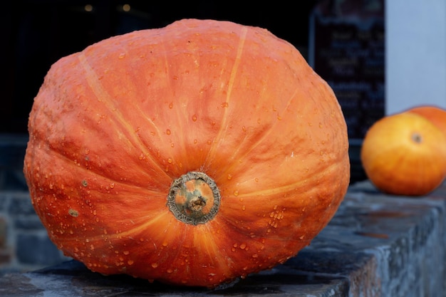 Vista ingrandita di una zucca matura arancione brillante con gocce d'acqua su un muro di mattoni