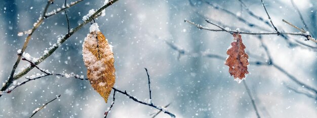 Vista invernale atmosferica con foglie secche innevate nella foresta e negli alberi