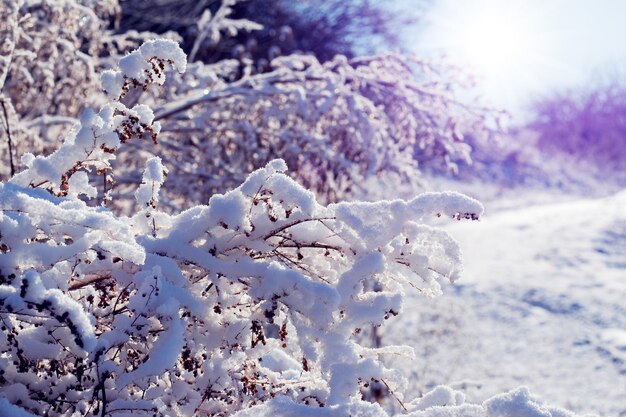 Vista invernale con alberi e cespugli coperti di neve in inverno con tempo soleggiato