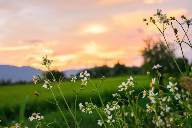 vista la natura