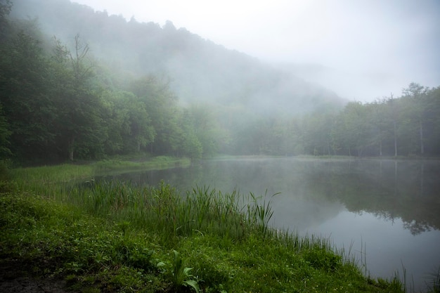 Vista lago nebbioso con alberiArmenia