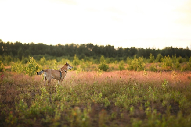 Vista laterale del cane dingo in piedi nel prato erboso verde durante il crepuscolo nella campagna estiva