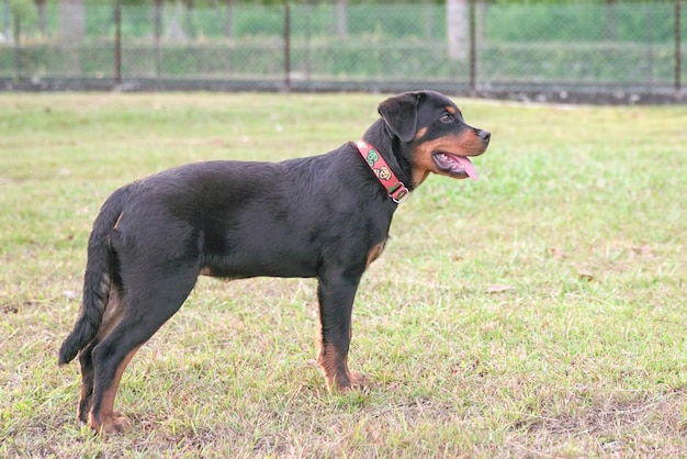 Vista laterale del cane Rottweiler bello