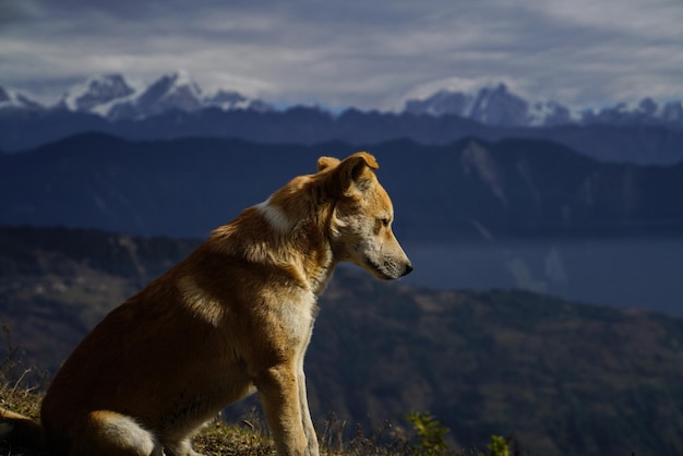 Vista laterale del cane sulla montagna contro il cielo