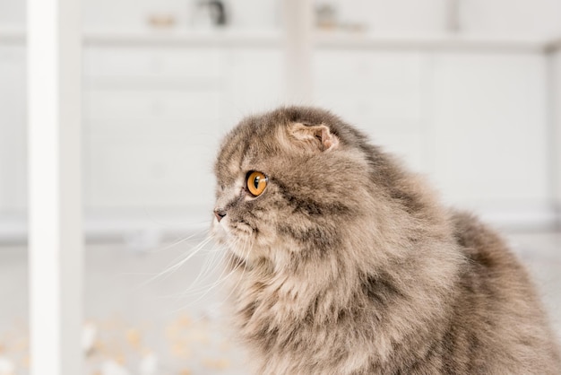 Vista laterale del gatto carino e grigio che distoglie lo sguardo nell'appartamento