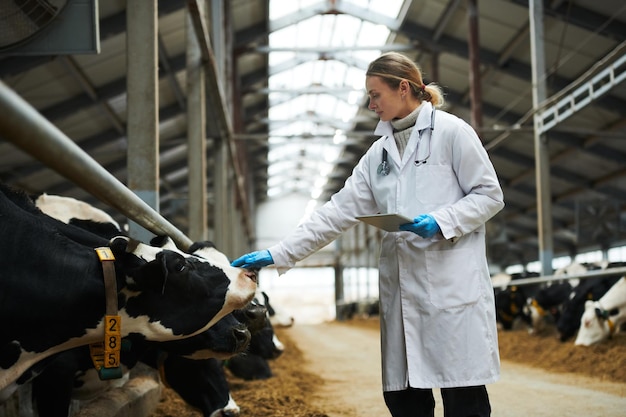 Vista laterale del giovane medico veterinario in camice che tocca il naso della mucca da latte di razza