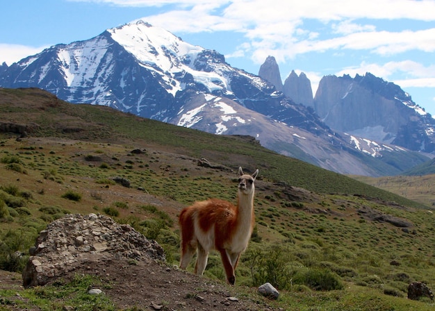 Vista laterale del guanaco sul paesaggio