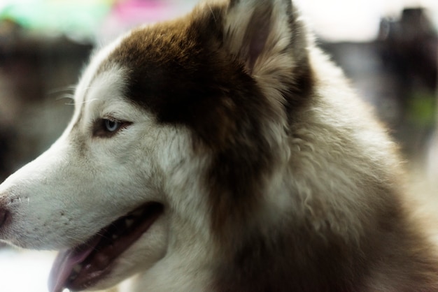 Vista laterale del husky siberiano marrone