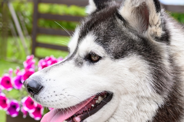 Vista laterale del ritratto di colore bianco e nero del husky siberiano Avvicinamento