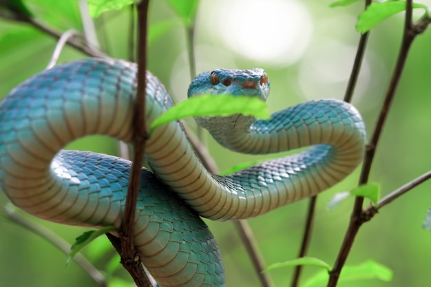 Vista laterale del serpente vipera blu sul ramo serpente vipera blu insularis Trimeresuru