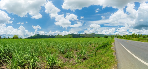 Vista laterale della campagna con la canna da zucchero nei campi di canna con sfondo di montagna Natura e agricoltura