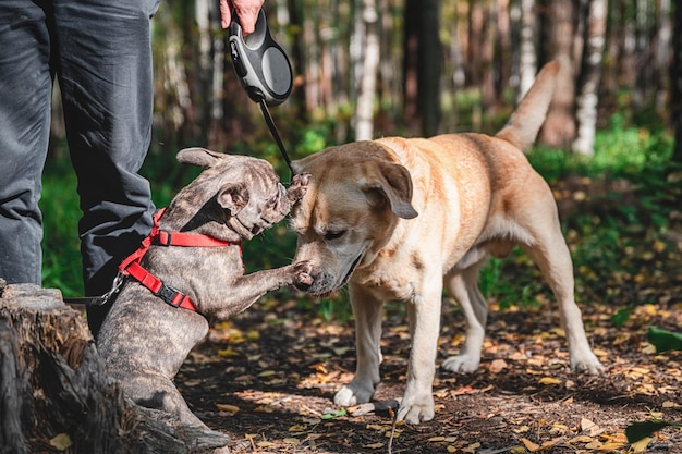 Vista laterale di due simpatici cani labrador e bulldog francese che si conoscono e si salutano