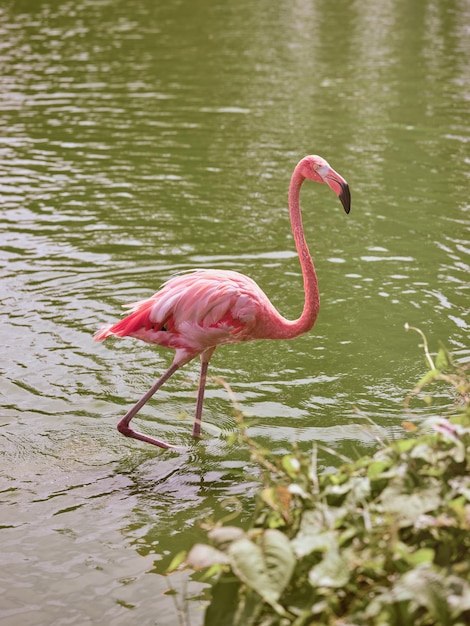 Vista laterale di grazioso fenicottero con piumaggio rosa e collo e gambe lunghi che passeggiano lungo la riva del fiume nell'acqua ondulata nel parco in una giornata di sole