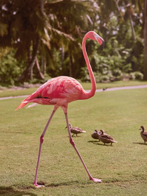 Vista laterale di un bellissimo fenicottero rosa con il collo e le gambe lunghi che cammina sul prato verde vicino alle palme e al gregge di anatre nel parco soleggiato