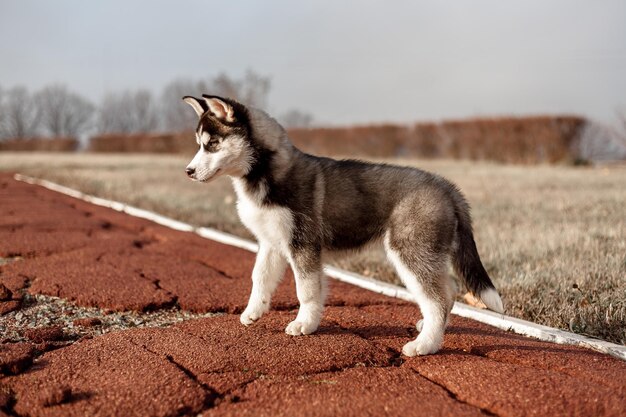 Vista laterale di un cane che guarda da un'altra parte