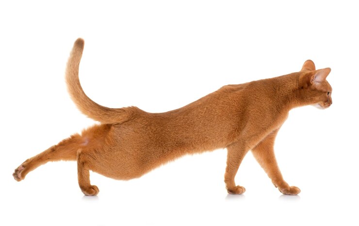 Foto vista laterale di un cane su sfondo bianco