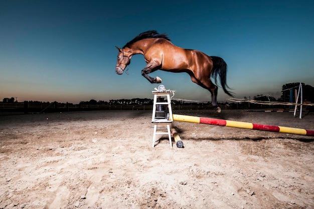 Vista laterale di un cavallo che salta un ostacolo contro il cielo blu
