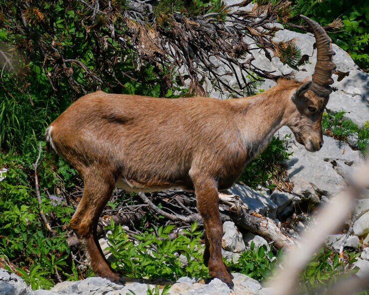 Foto vista laterale di un cavallo nella foresta