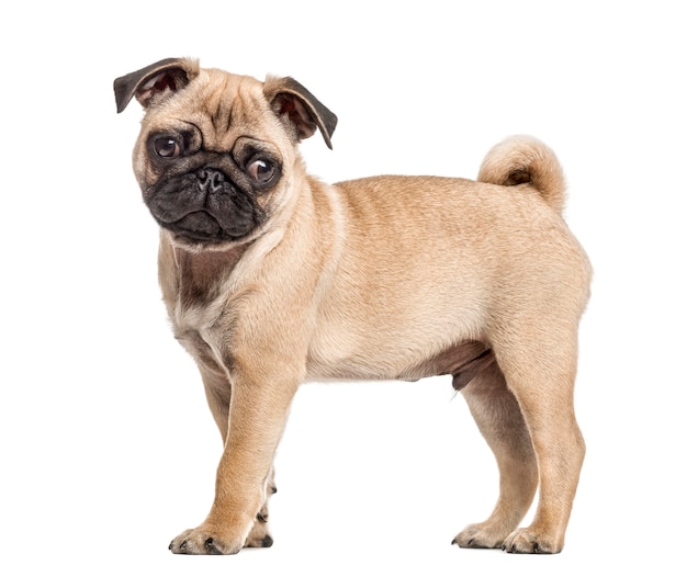 Vista laterale di un cucciolo di pug in piedi, isolato su bianco