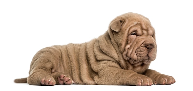 Vista laterale di un cucciolo di Shar Pei sdraiato che sonnecchia isolato su bianco