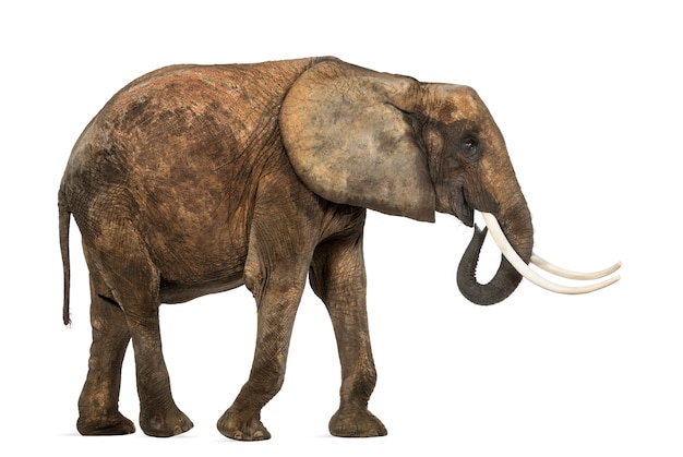 Vista laterale di un elefante africano, isolata su bianco