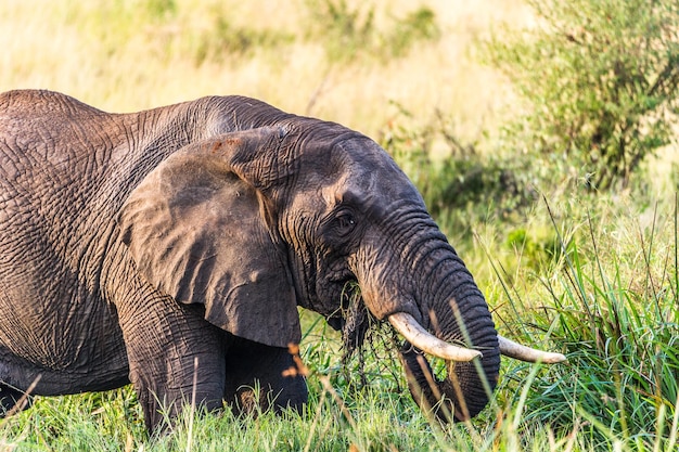 Vista laterale di un elefante sul paesaggio