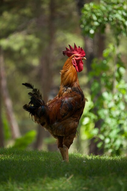 Vista laterale di un gallo appoggiato su un campo erboso