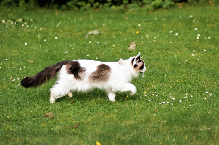 Foto vista laterale di un gatto bianco sul campo