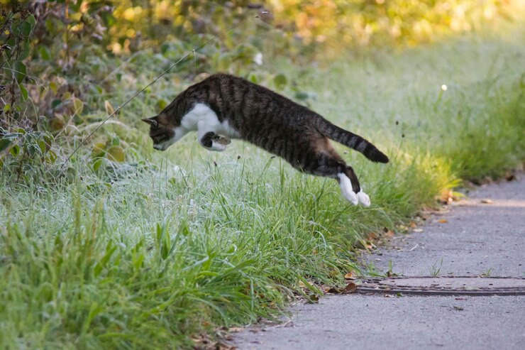 Foto vista laterale di un gatto che salta sul sentiero