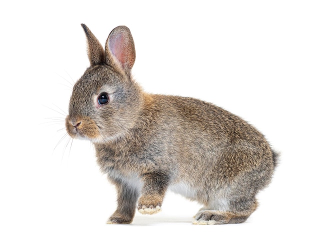 Vista laterale di un giovane coniglio europeo Bunny