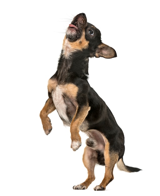 Vista laterale di un giovane cucciolo di chihuahua, cane che osserva in su sulle zampe posteriori
