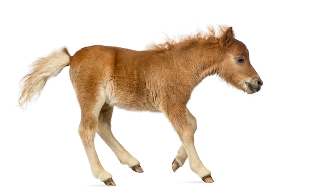 Vista laterale di un giovane pony, puledro che trotta su sfondo bianco