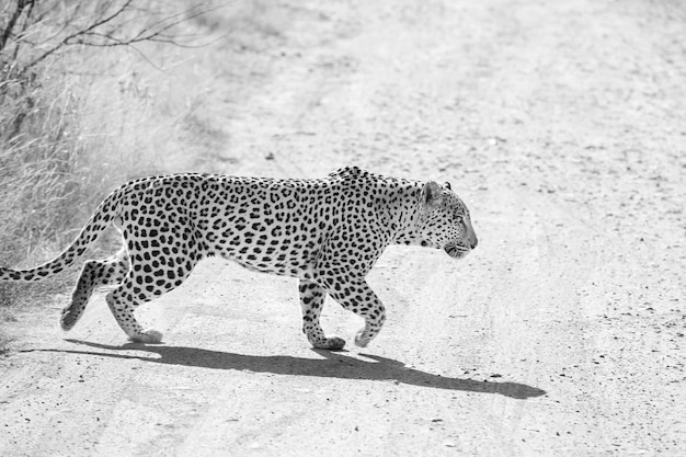 Vista laterale di un leopardo che cammina sul sentiero
