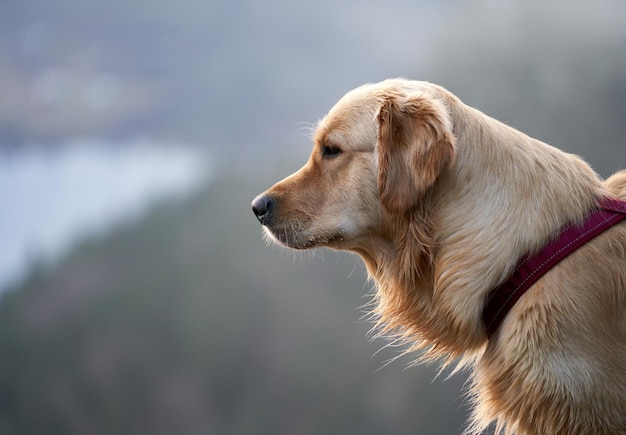 Vista laterale di una bella giovane femmina golden retriever cane all'aperto in una giornata di sole