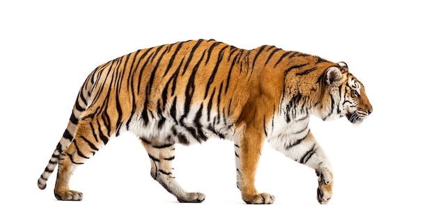 Vista laterale di una tigre che cammina, grande gatto, isolato su bianco