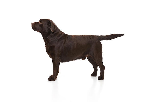 Vista laterale Foto in studio di un bel cane Labrador marrone che posa tranquillamente in piedi su sfondo bianco studio Concetto di animali domestici cura degli animali