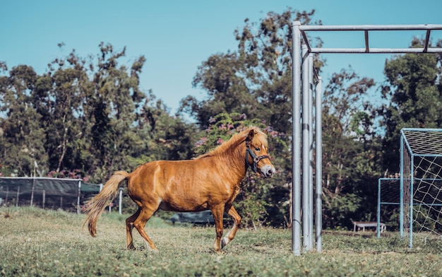 Vista laterale giovane bello cavallo rosso scuro giocare a piedi correre svelto su erba scura alberi campo da calcio metallo barra orizzontale sfondo sport equestre vitalità gioventù forza zelo negli sport