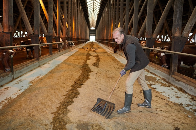 Vista laterale grandangolare al lavoratore agricolo maturo che pulisce la stalla della mucca mentre lavora al ranch della famiglia, spazio della copia