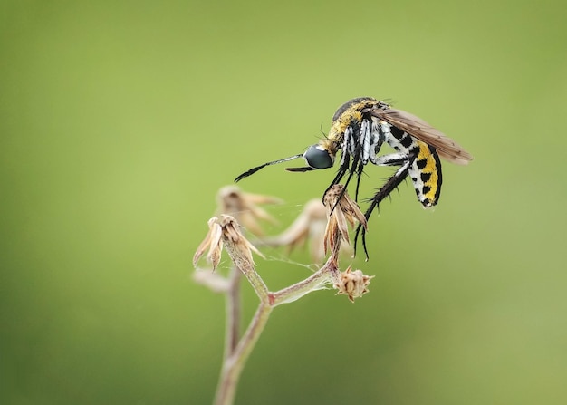 Vista laterale ravvicinata di toxophora su un fiore asciutto