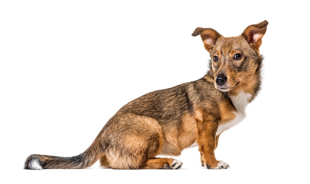 Vista laterale su un cane incrocio isolato in piedi davanti