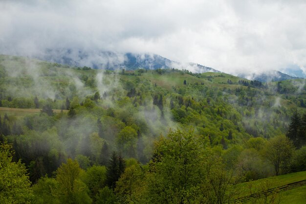 Vista luminosa dell'ambiente estivo con foresta verde e nebbia sopra le alte montagne