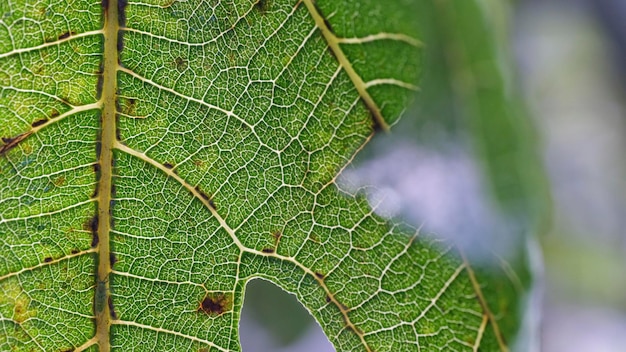 Vista macro della foglia di albero strutturata mangiata dagli insetti