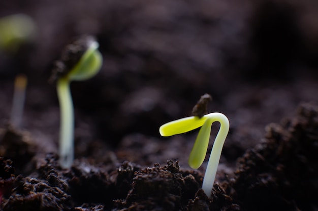 Vista macro di germinare i semi su terreno scuro