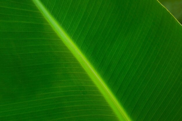 Vista macro foglia verde