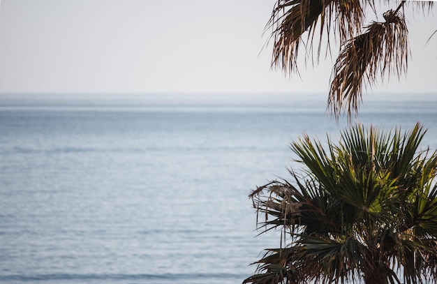 Vista mare con alberi in primo piano