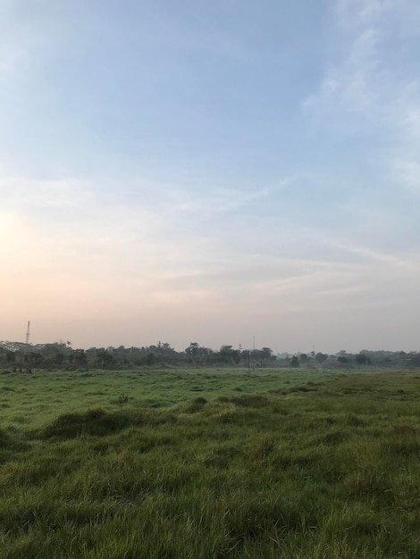 vista mattutina con erba verde