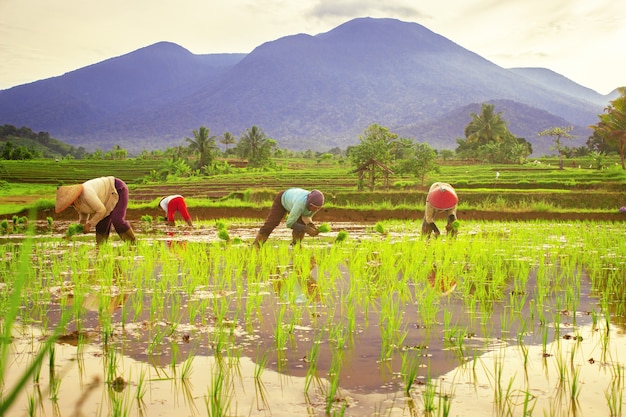 Vista mattutina dell'agricoltore che lavora per piantare il riso nel campo di riso