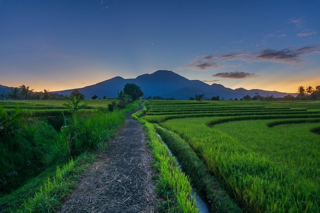 Vista mattutina indonesiana nelle risaie verdi con la luna sopra le foglie della montagna