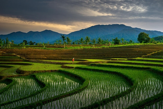 Vista mattutina nel verde dei campi di riso e del Monte Bengkulu Asia del Nord Indonesia la bellezza dei colori