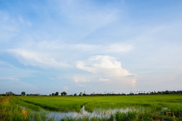 Vista naturale del campo di riso con cielo luminoso